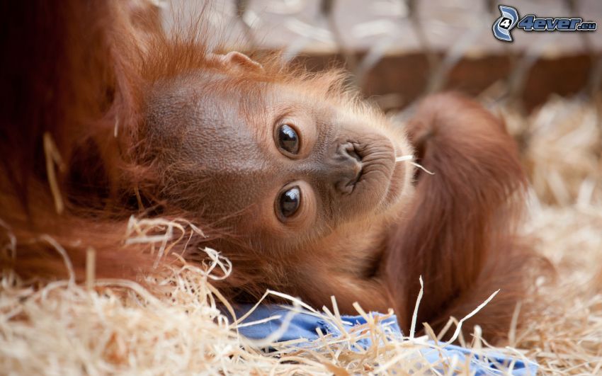 orangután, mláďa