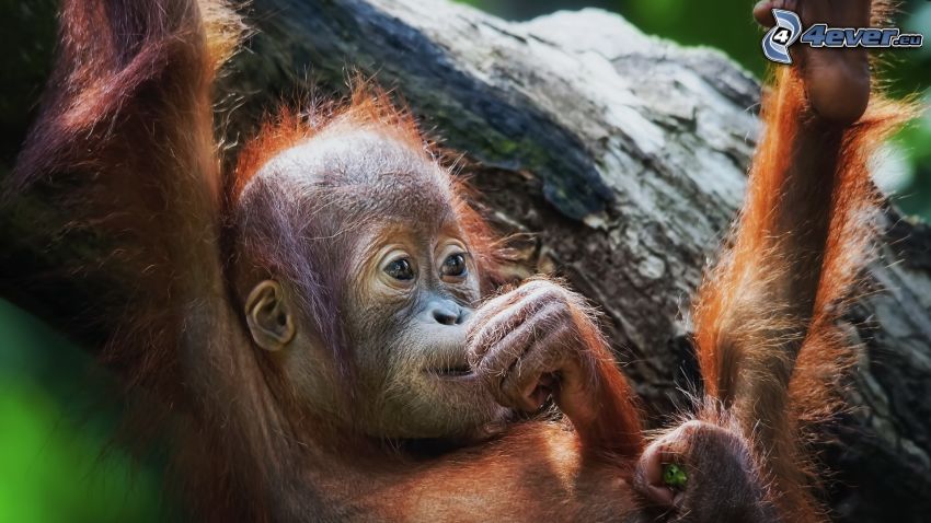 orangután, mláďa