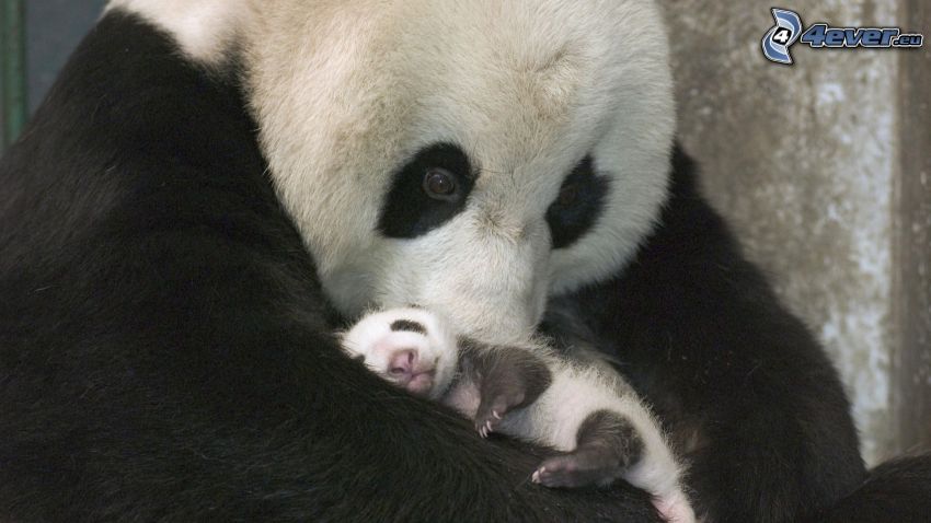 panda, mláďa