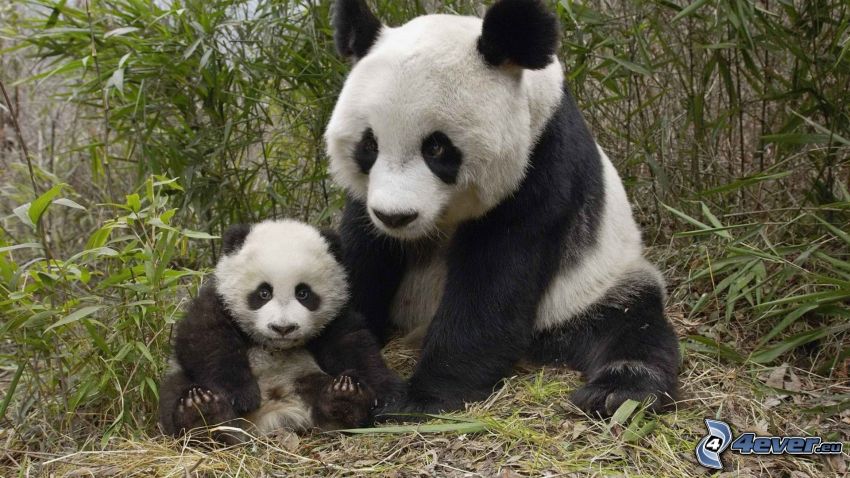 pandy, mláďa