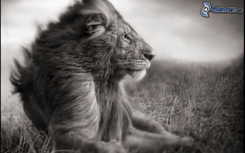 pokojný lev
