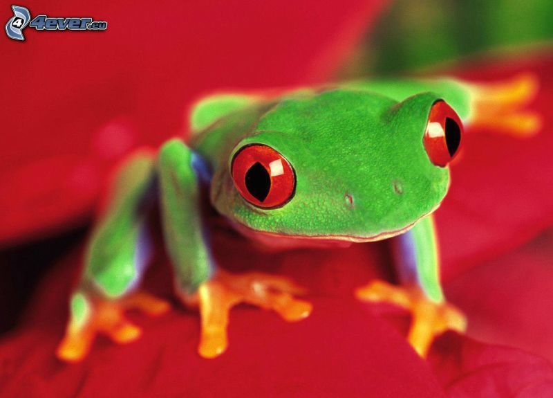 rosnička, žaba, červené oči