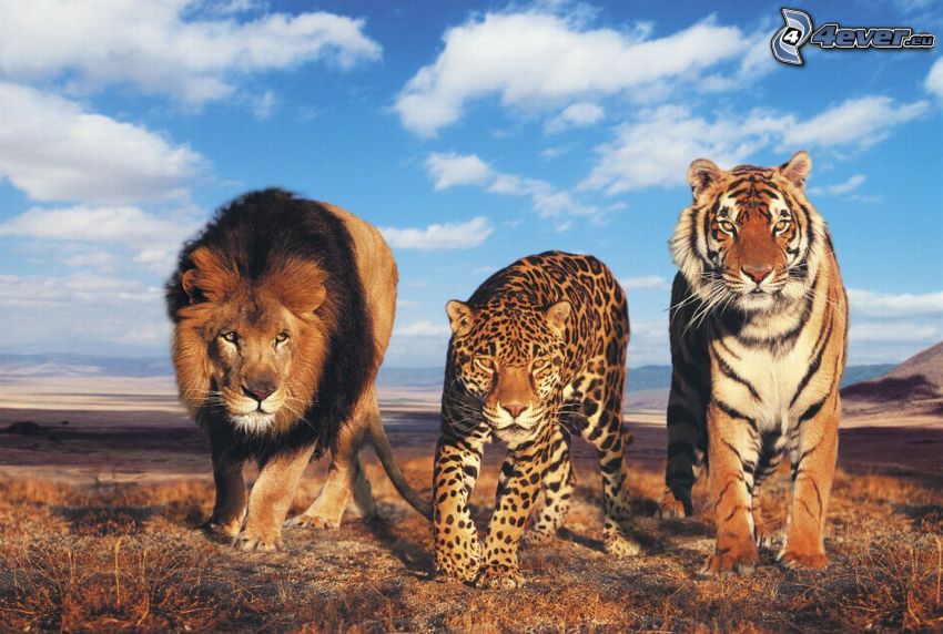 šelmy, lev, jaguár, tiger, Afrika