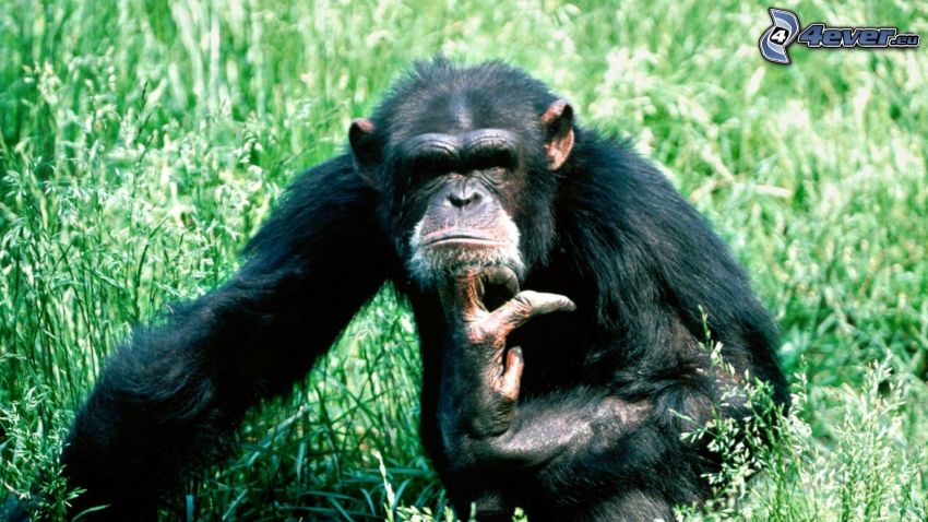 šimpanz, zelená tráva