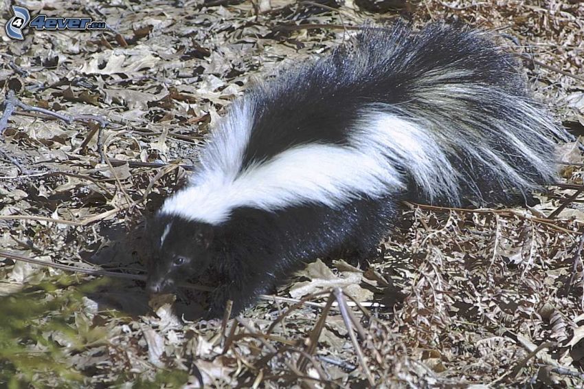 skunk, suché listy