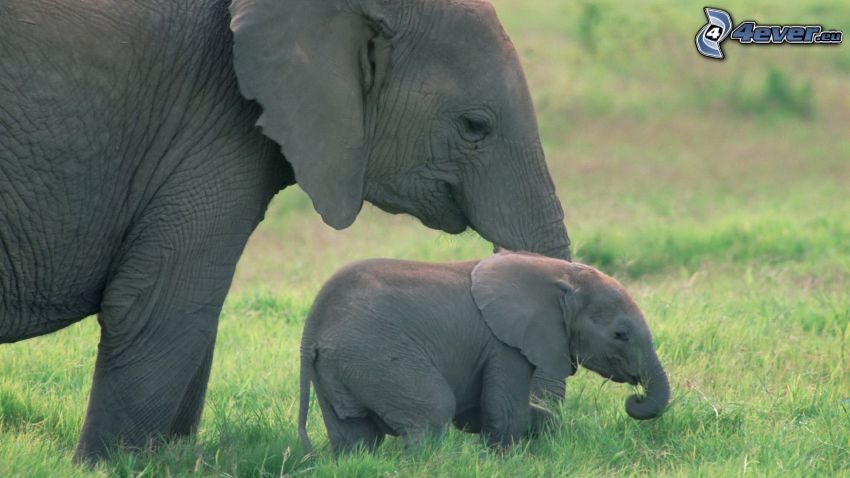 sloníča, slon