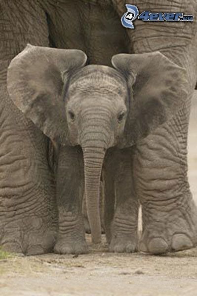 sloníča