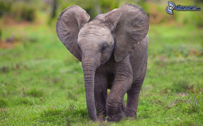 sloníča