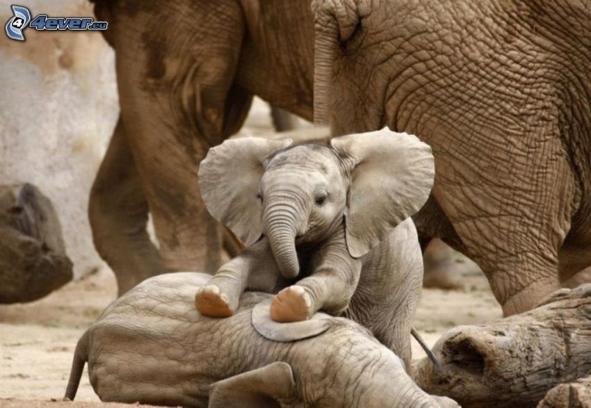 slonie mláďatá, slony