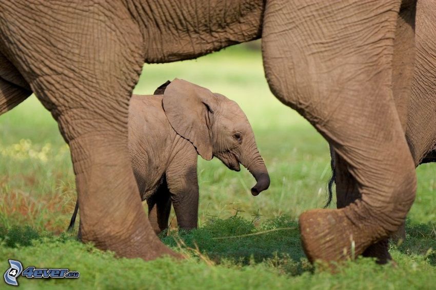 slonie mláďatko, slony