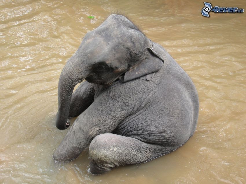 slonie mláďatko, voda