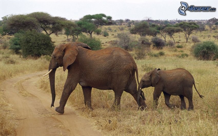 slony, mláďa, savana, poľná cesta