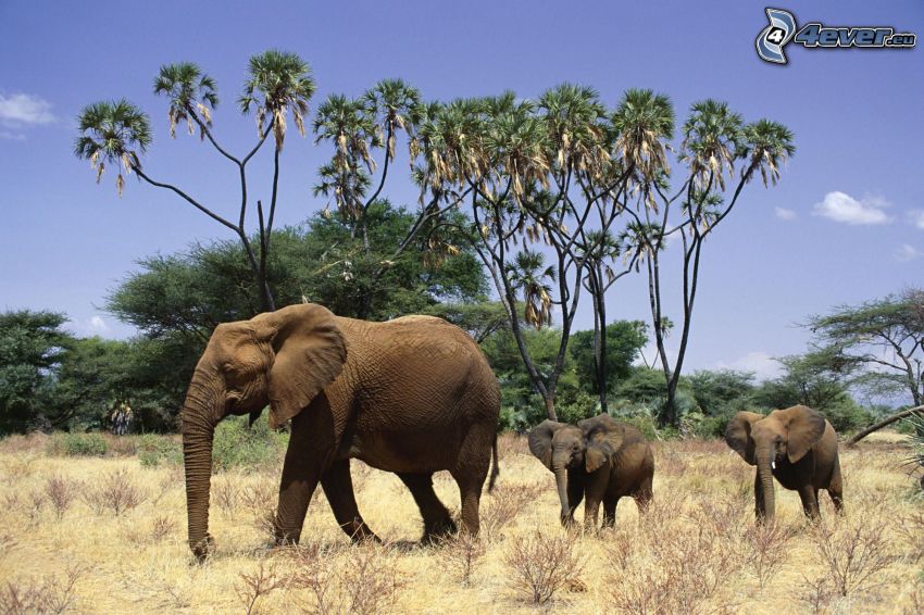 slony, savana, Afrika, stromy