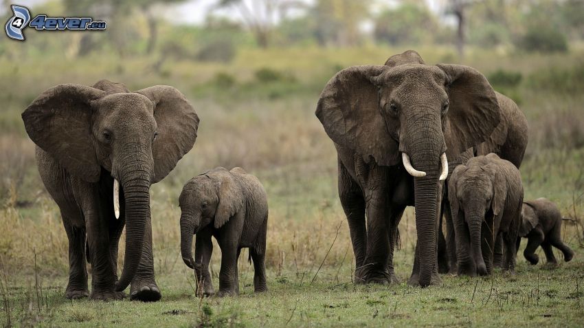 slony, slonie mláďatá