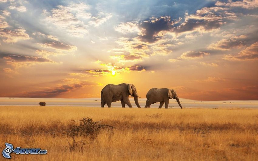 slony, západ slnka na savane