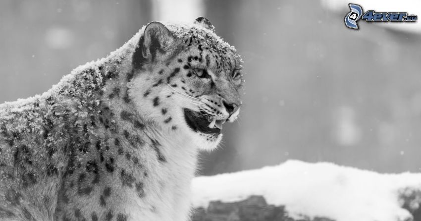 snežný leopard, čiernobiela fotka, sneh