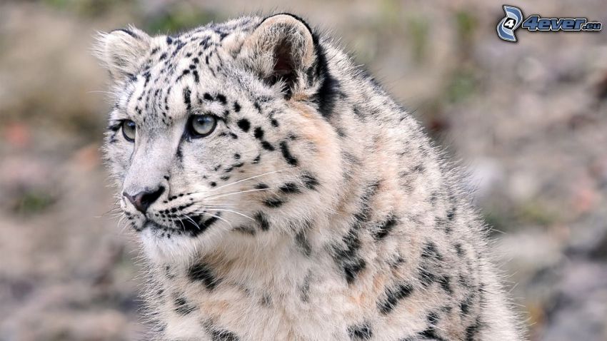 snežný leopard, pohľad