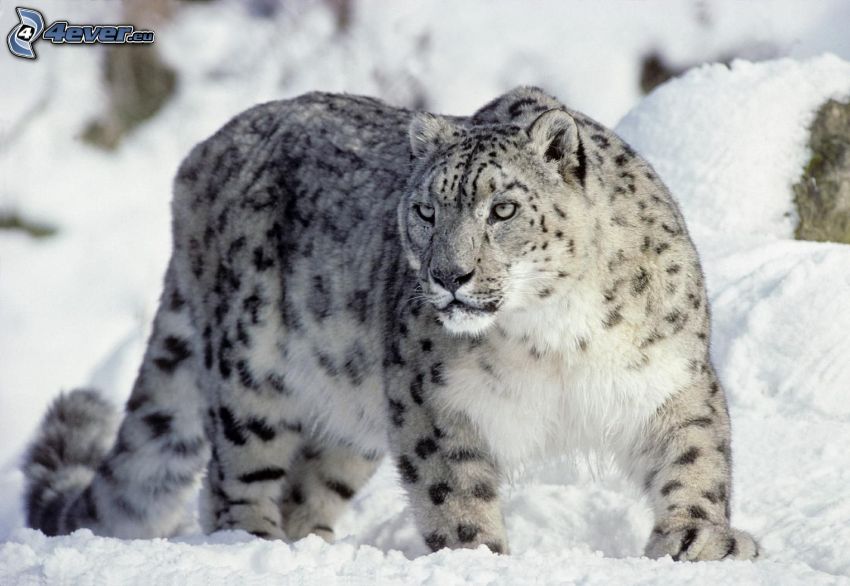 snežný leopard, sneh