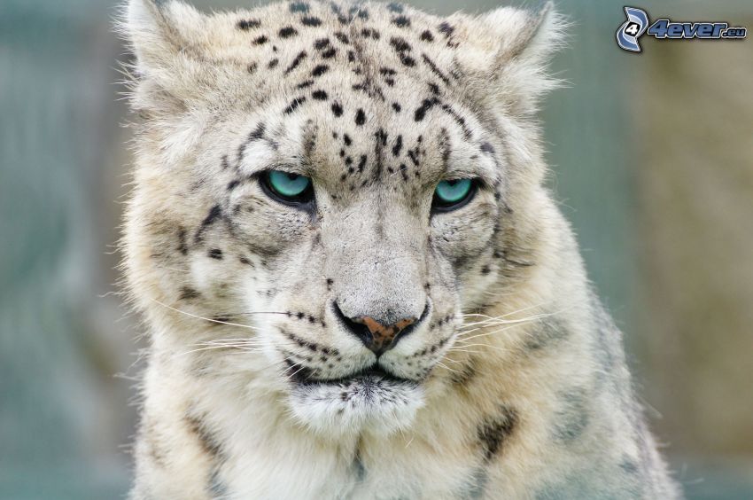 snežný leopard