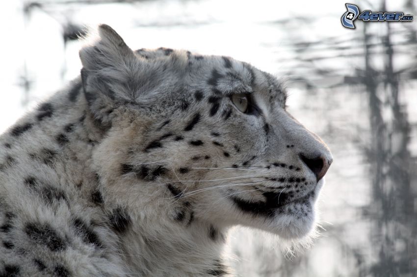 snežný leopard
