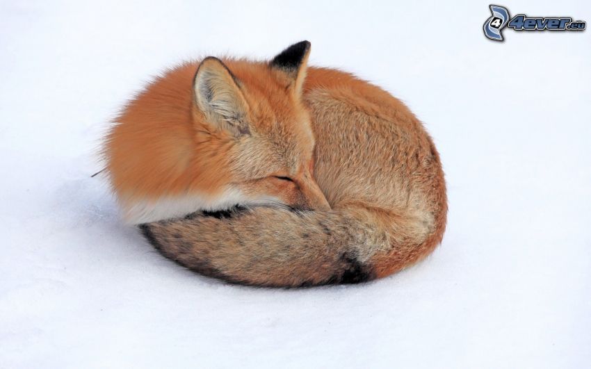 spiaca líška