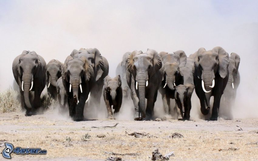 stádo slonov