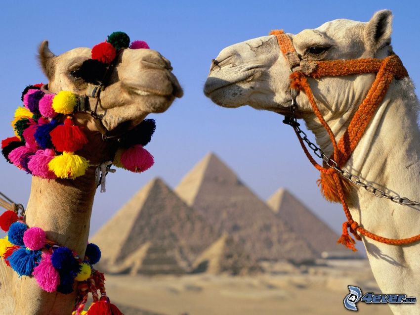 ťavy, pyramídy v Gize