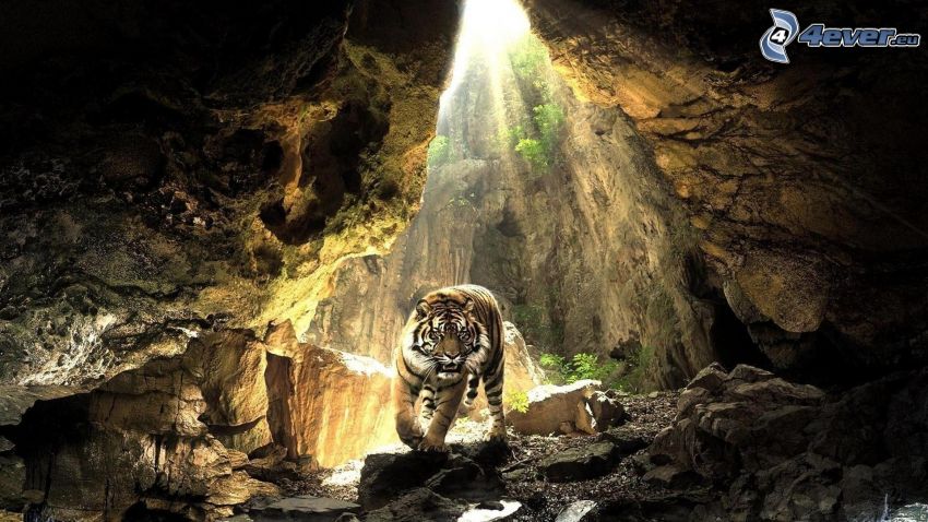 tiger, jaskyňa