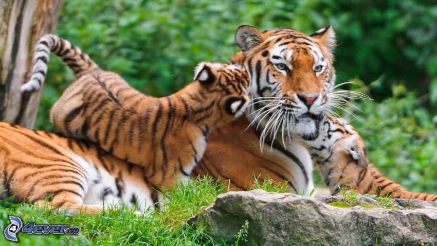 tiger, malé tigríčatá