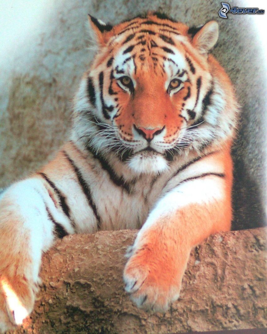 tiger, šelma