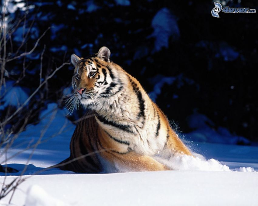 tiger, sneh