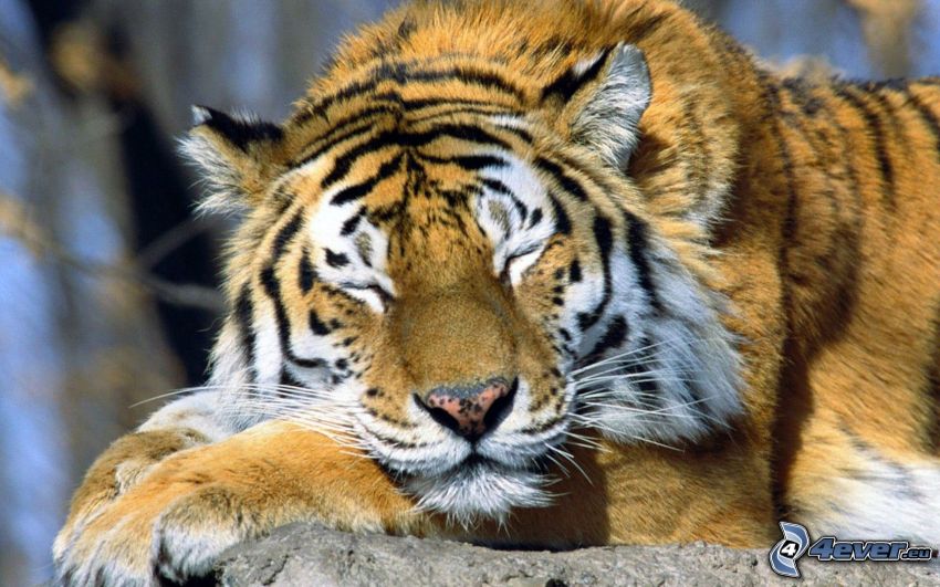 tiger, spánok
