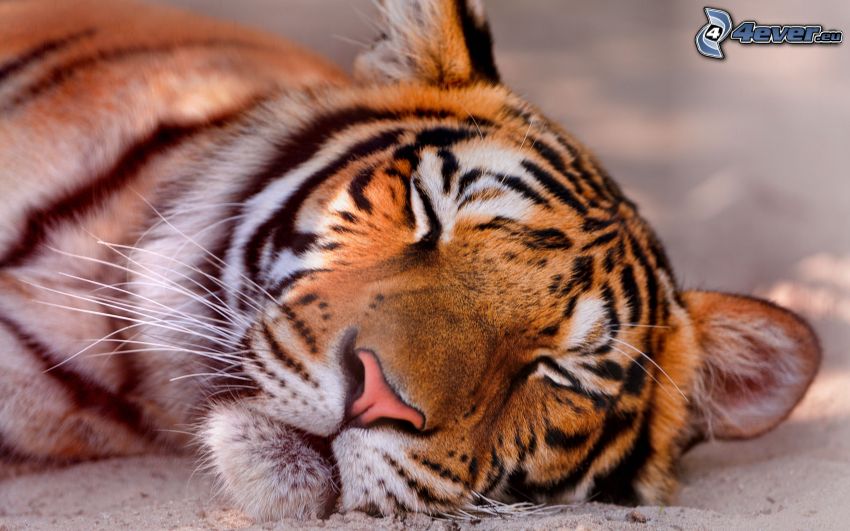 tiger, spánok