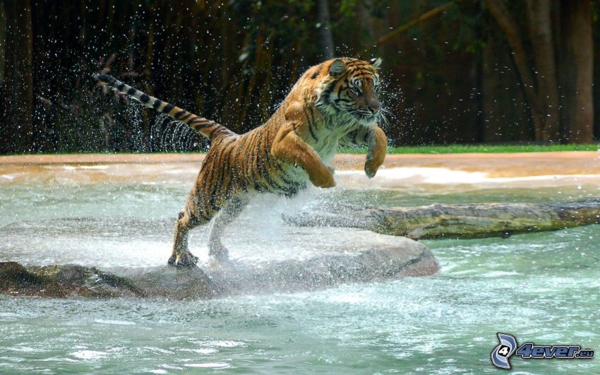 tiger, voda