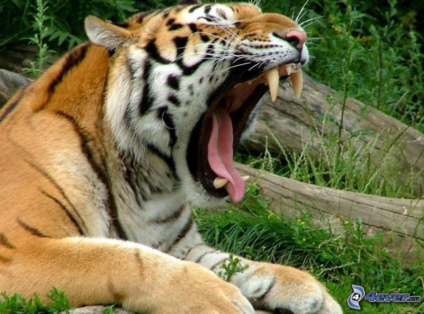 tiger, zívanie