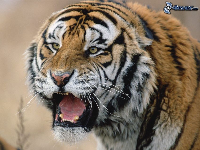 tiger, zviera