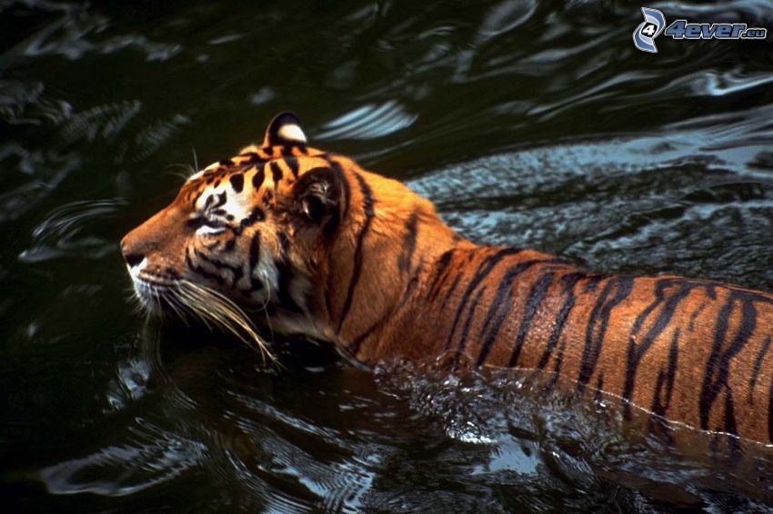 tiger vo vode