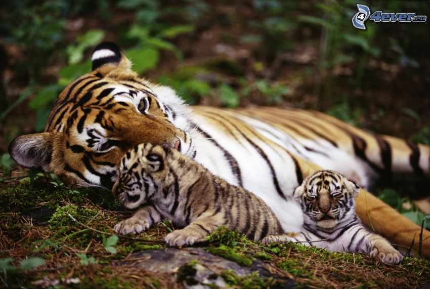 tigre, mláďatá