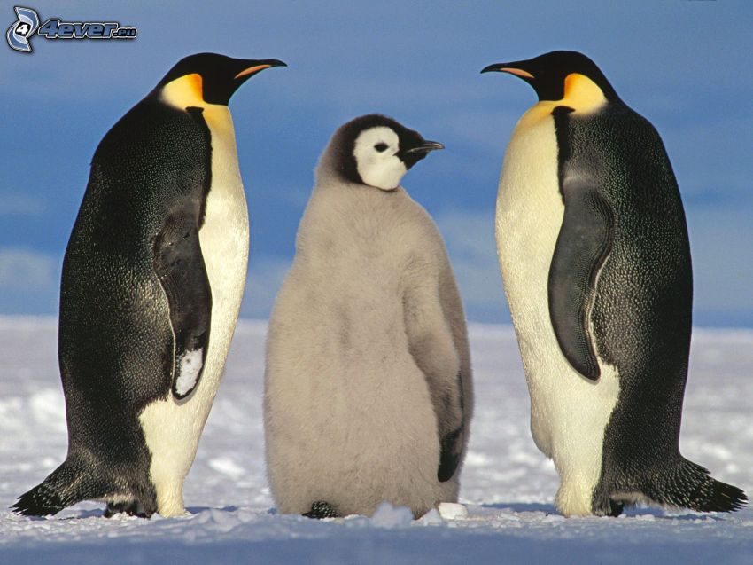 tučniak a jeho mláďa, sneh