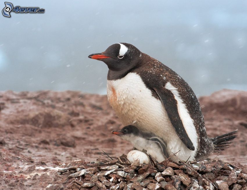 tučniak a jeho mláďa, vajce, hniezdo, kamene