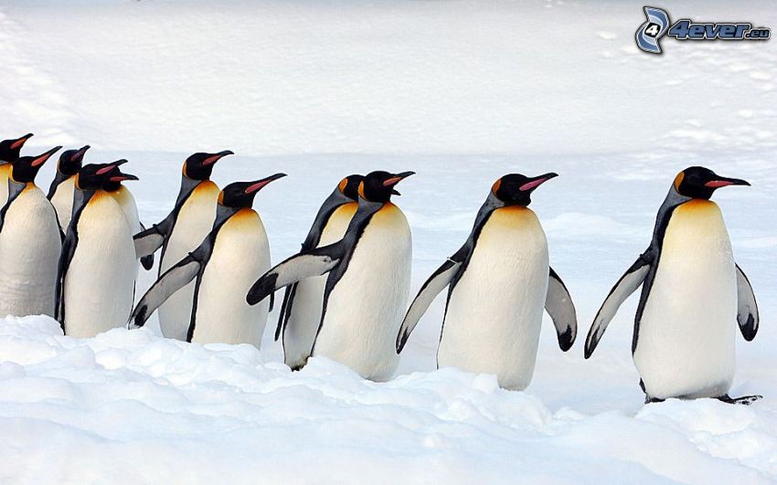 tučniaky, sneh