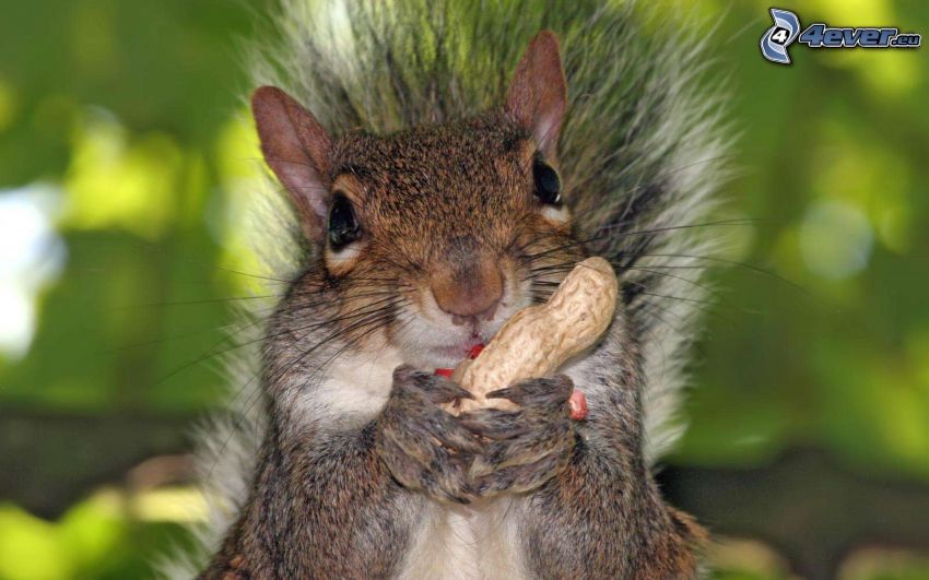 veverička, arašidy