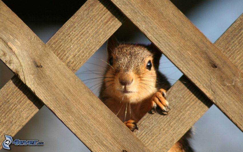 veverička, drevený plot