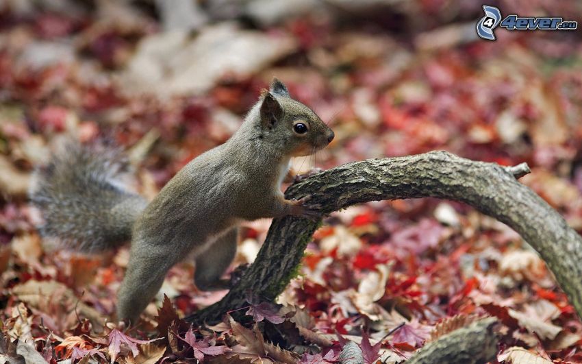 veverička, drevo, opadané listy