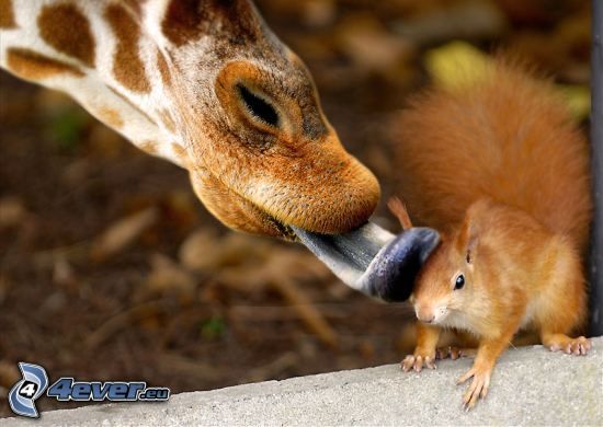 veverička, jazyk, žirafa