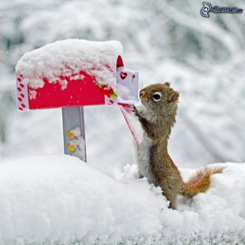 veverička, pošta, schránka, sneh