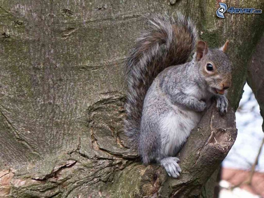 veverička na strome