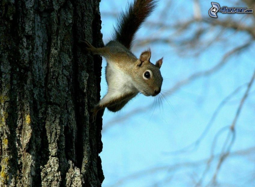 veverička na strome