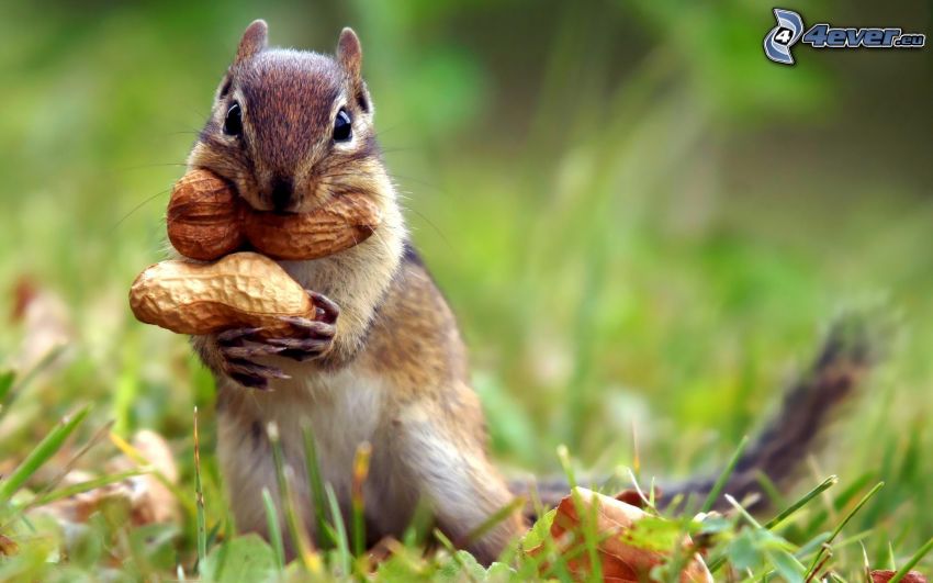 veverička v tráve, arašidy, oriešky