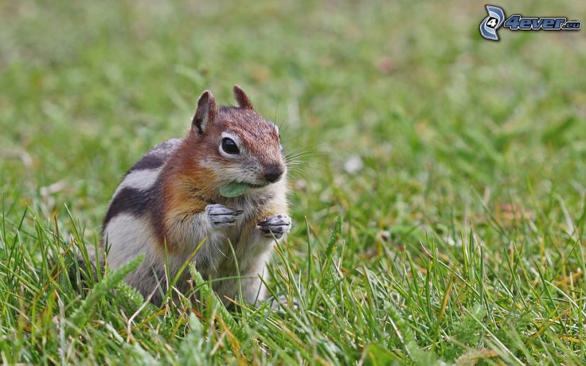 veverička v tráve